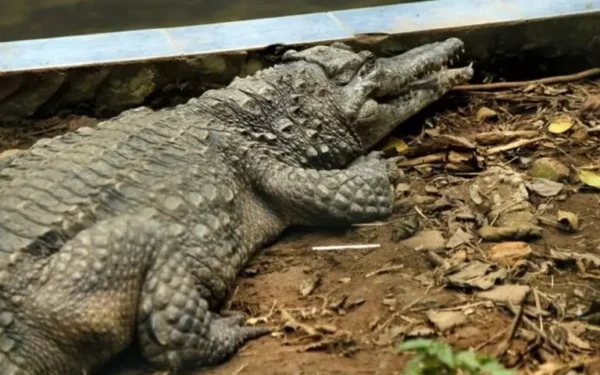 Israel moves closer to implementing controversial ‘crocodile prison’ plan Israel moves closer to implementing controversial ‘crocodile prison’ plan