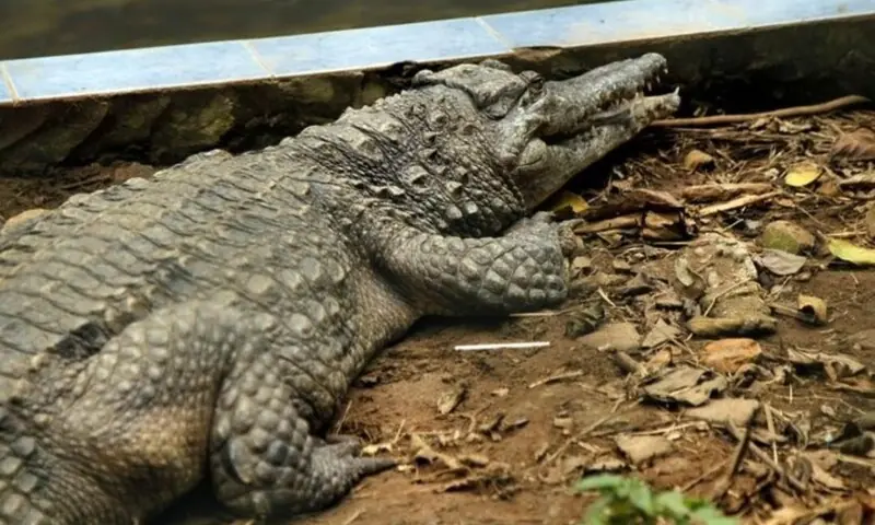 Israel moves closer to implementing controversial ‘crocodile prison’ plan Israel moves closer to implementing controversial ‘crocodile prison’ plan