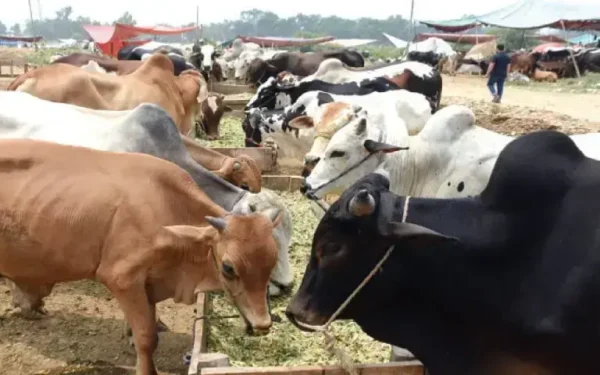 Punjab Launches Rs149.9bn Plan to Boost Livestock Exports Punjab Launches Rs149.9bn Plan to Boost Livestock Exports