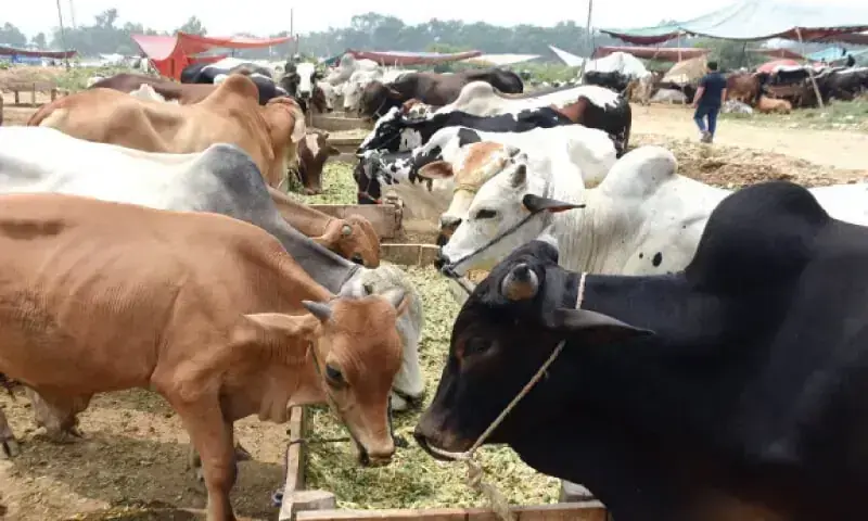 Punjab Launches Rs149.9bn Plan to Boost Livestock Exports Punjab Launches Rs149.9bn Plan to Boost Livestock Exports