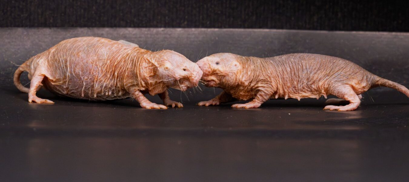 Queen Naked Mole Rats Use Unique Scent to Suppress Rivals Queen Naked Mole Rats Use Unique Scent to Suppress Rivals