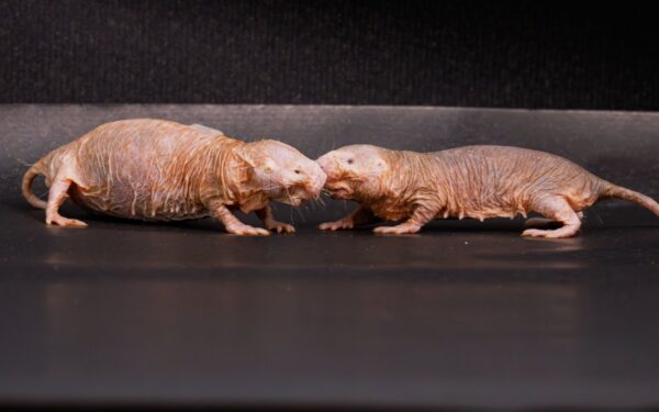 Queen Naked Mole Rats Use Unique Scent to Suppress Rivals Queen Naked Mole Rats Use Unique Scent to Suppress Rivals
