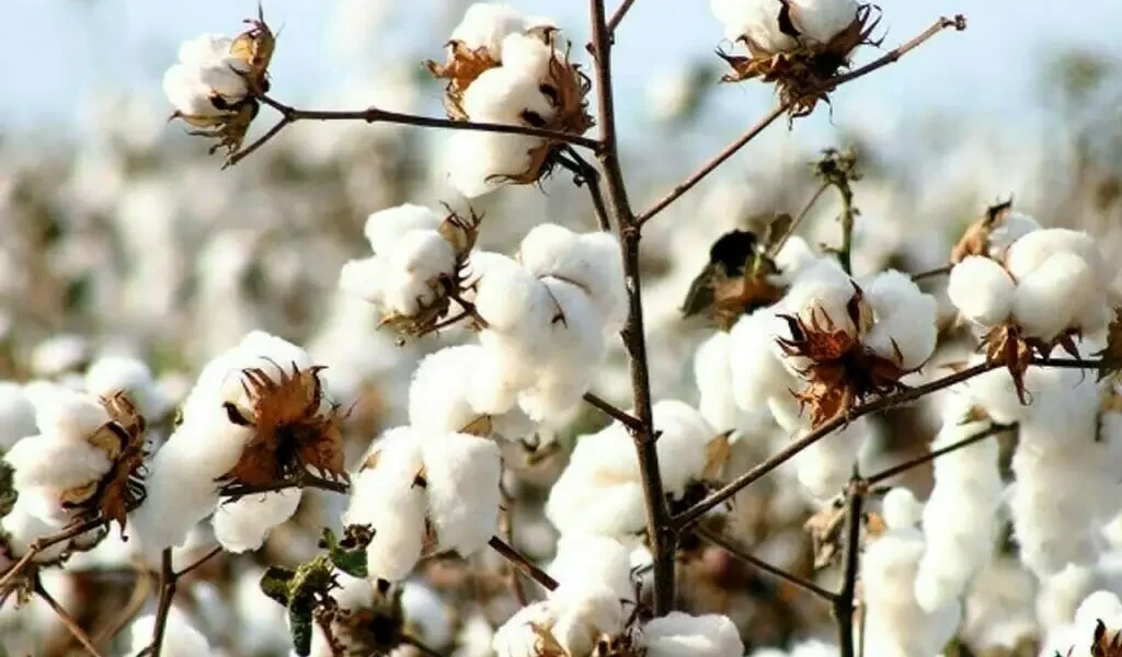 Pakistan’s Cotton Production Soars 77% Amid Textile Sector Struggles Pakistan’s Cotton Production Soars 77% Amid Textile Sector Struggles
