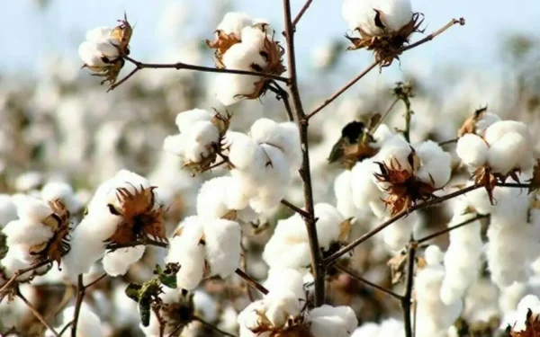 Pakistan’s Cotton Production Soars 77% Amid Textile Sector Struggles Pakistan’s Cotton Production Soars 77% Amid Textile Sector Struggles