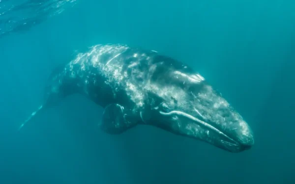Gray whale population in Pacific Ocean faces ‘catastrophic’ decline Gray whale population in Pacific Ocean faces ‘catastrophic’ decline