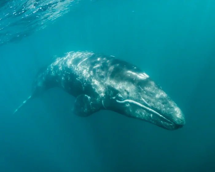 Gray whale population in Pacific Ocean faces ‘catastrophic’ decline Gray whale population in Pacific Ocean faces ‘catastrophic’ decline