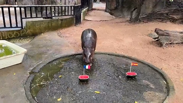 Pygmy hippo predicts France to win World Cup final Pygmy hippo predicts France to win World Cup final