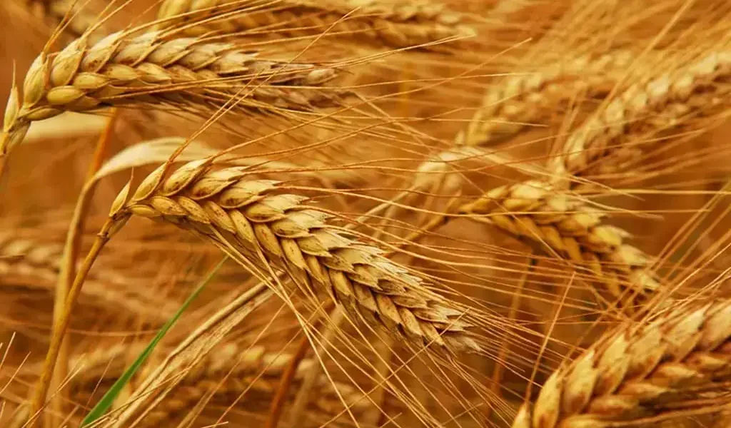 Chicago wheat futures rise amid Russian export concerns Chicago wheat futures rise amid Russian export concerns