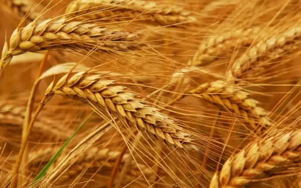 Chicago wheat futures rise amid Russian export concerns Chicago wheat futures rise amid Russian export concerns