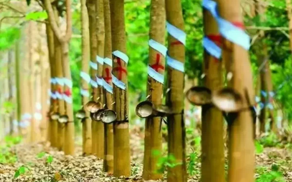 Japanese Rubber Futures Rise Amid Oil Price Surge and Strong Demand Japanese Rubber Futures Rise Amid Oil Price Surge and Strong Demand