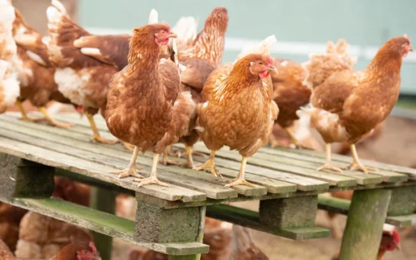Campaigners warn UK poultry plan poses national security risk Campaigners warn UK poultry plan poses national security risk