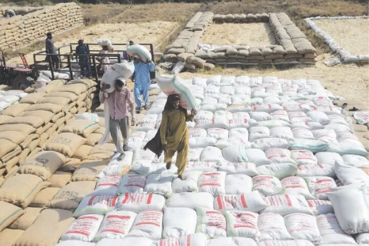 PFMA Urges Federal Government to Import Wheat to Avert Winter Flour Shortage