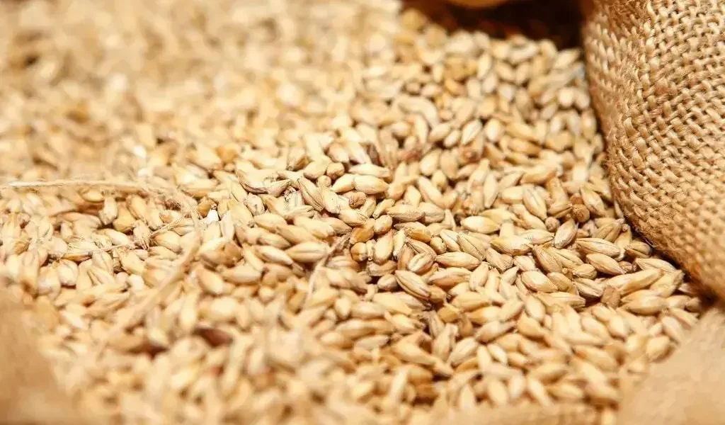 Wheat Stocks Sufficient Across Pakistan Wheat Stocks Sufficient Across Pakistan