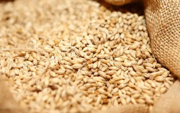 Wheat Stocks Sufficient Across Pakistan Wheat Stocks Sufficient Across Pakistan