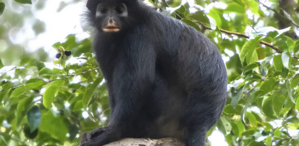 New Species of Monkey Discovered in Congo New Species of Monkey Discovered in Congo