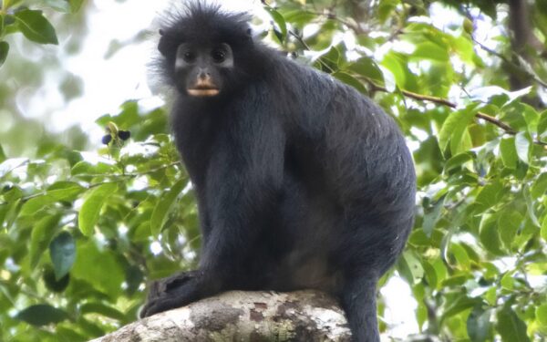 New Species of Monkey Discovered in Congo New Species of Monkey Discovered in Congo