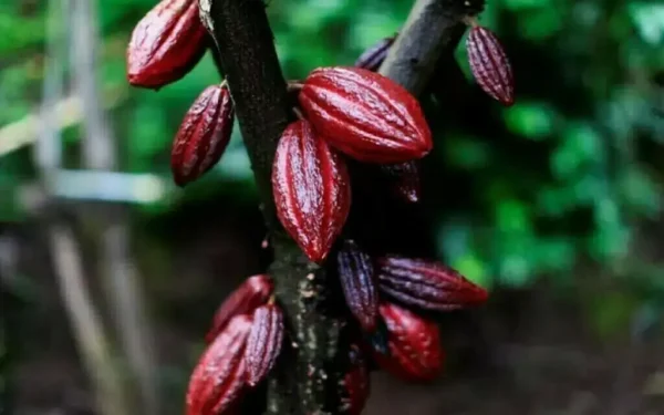 Cocoa futures fall sharply amid Europe’s weak demand Cocoa futures fall sharply amid Europe’s weak demand
