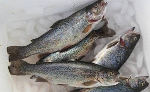 Fish consumption in Kazakhstan soars, Agriculture Ministry reports Fish consumption in Kazakhstan soars, Agriculture Ministry reports