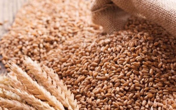 Farmers Warn Wheat Prices May Soar to Rs. 6,000 Per Maund
