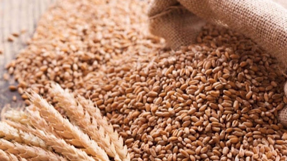 Farmers Warn Wheat Prices May Soar to Rs. 6,000 Per Maund Farmers Warn Wheat Prices May Soar to Rs. 6,000 Per Maund
