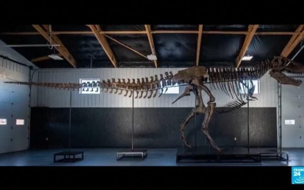 T. rex skeleton sells for record .1 million at Sotheby’s T. rex skeleton sells for record .1 million at Sotheby’s