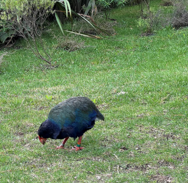 New Zealand Reports Second Case of H5 Bird Flu in Native Birds New Zealand Reports Second Case of H5 Bird Flu in Native Birds