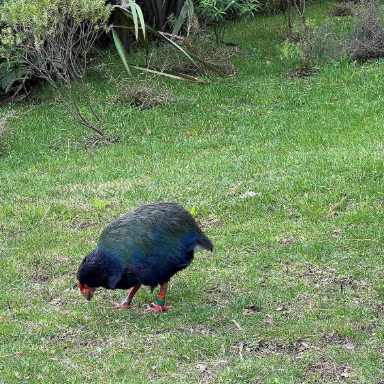 New Zealand Reports Second Case of H5 Bird Flu in Native Birds New Zealand Reports Second Case of H5 Bird Flu in Native Birds