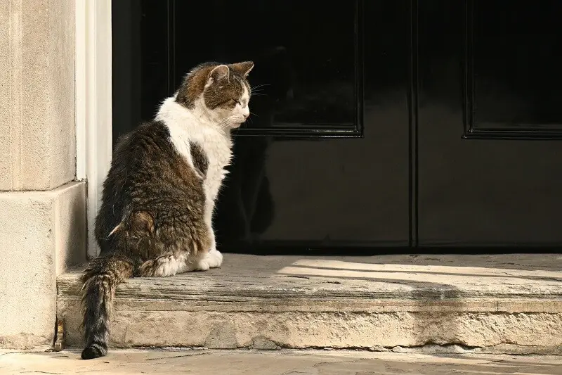 Larry the Cat Welcomes Seventh Prime Minister at No. 10 Larry the Cat Welcomes Seventh Prime Minister at No. 10