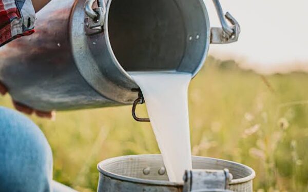 Karachi Dairy Farmers Appeal for Urgent Fodder Supplies Amid Shortage Karachi Dairy Farmers Appeal for Urgent Fodder Supplies Amid Shortage