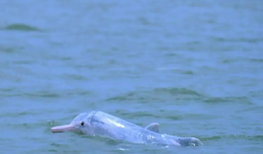WWF Praises Punjab Chief Minister for Establishing Indus River Dolphin Sanctuary WWF Praises Punjab Chief Minister for Establishing Indus River Dolphin Sanctuary