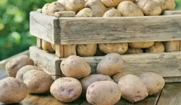 Parliamentary panel urges export of surplus potatoes to Russia