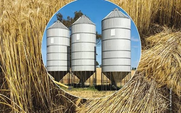 Punjab Launches Rs20 Billion Initiative to Boost Wheat Storage Punjab Launches Rs20 Billion Initiative to Boost Wheat Storage