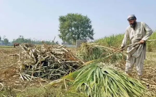 Pakistan’s sugarcane sector faces productivity challenges despite price hikes