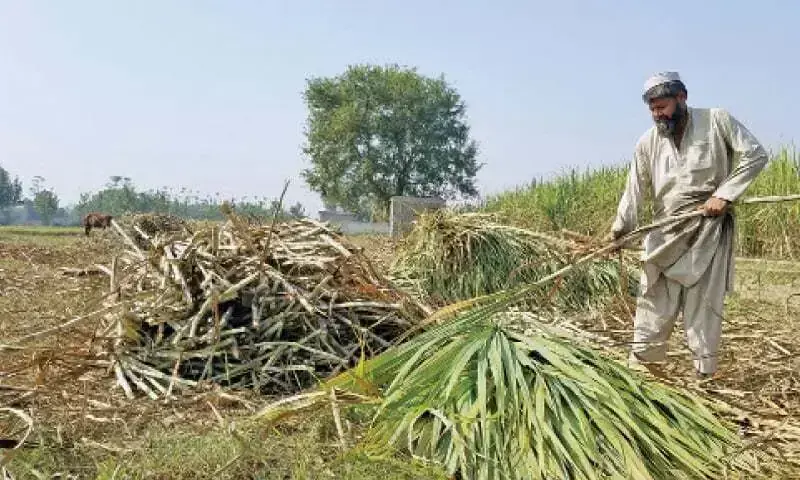 Pakistan’s sugarcane sector faces productivity challenges despite price hikes Pakistan’s sugarcane sector faces productivity challenges despite price hikes