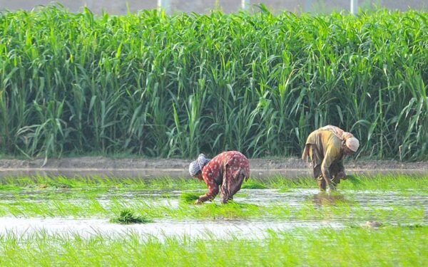 Female workers transplant paddy seedlings in ongoing cultivation season Female workers transplant paddy seedlings in ongoing cultivation season