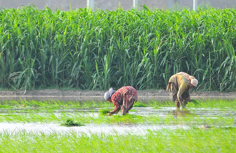 Female workers transplant paddy seedlings in ongoing cultivation season Female workers transplant paddy seedlings in ongoing cultivation season