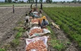 El Nino Threatens to Worsen Global Food Insecurity El Nino Threatens to Worsen Global Food Insecurity