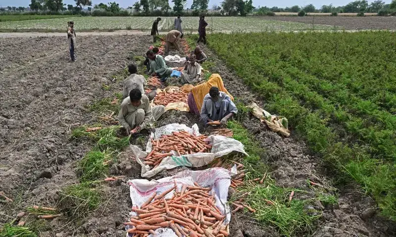 El Nino Threatens to Worsen Global Food Insecurity