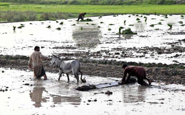 Farmer uses traditional methods for rice cultivation