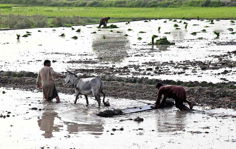 Farmer uses traditional methods for rice cultivation Farmer uses traditional methods for rice cultivation