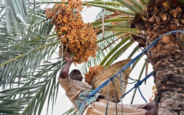 Farmer harvests fresh dates during season Farmer harvests fresh dates during season