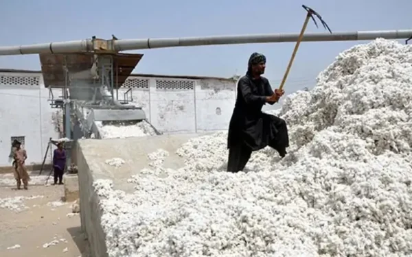 Cotton Production Surges by 32% Amid Imports Cotton Production Surges by 32% Amid Imports