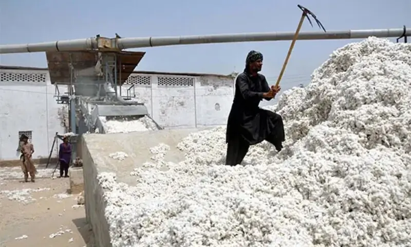 Cotton Production Surges by 32% Amid Imports Cotton Production Surges by 32% Amid Imports