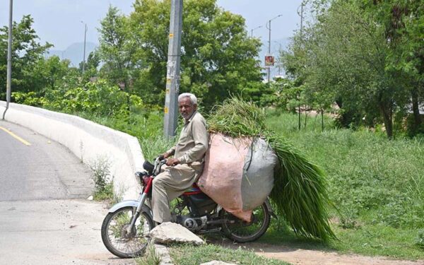 Farmer uses motorcycle to transport grass for livestock