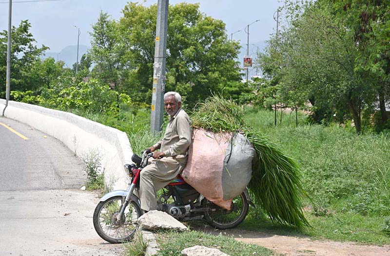 Farmer uses motorcycle to transport grass for livestock