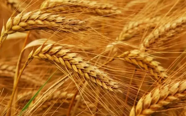 Chicago wheat futures fall on Iran deal hopes Chicago wheat futures fall on Iran deal hopes