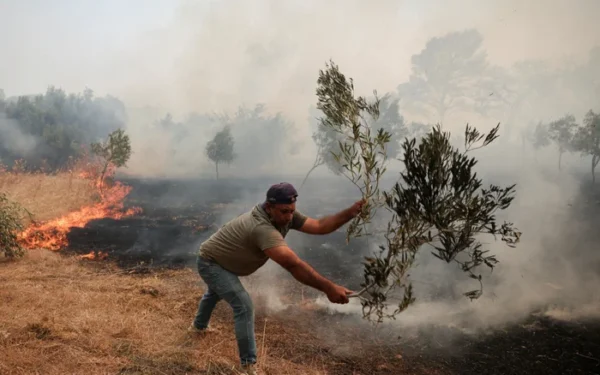 Olive Oil Prices Set to Rise Amid European Crop Crisis Olive Oil Prices Set to Rise Amid European Crop Crisis