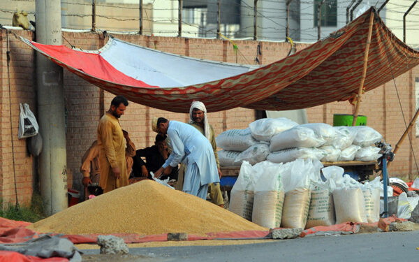 Labourers Sort Wheat at Qasimpur Colony Labourers Sort Wheat at Qasimpur Colony