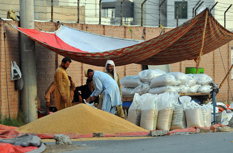 Labourers Sort Wheat at Qasimpur Colony