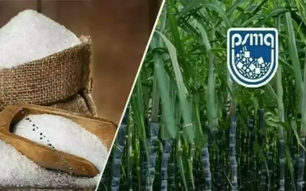 PSMA Urges Government to Approve Sugar Exports PSMA Urges Government to Approve Sugar Exports
